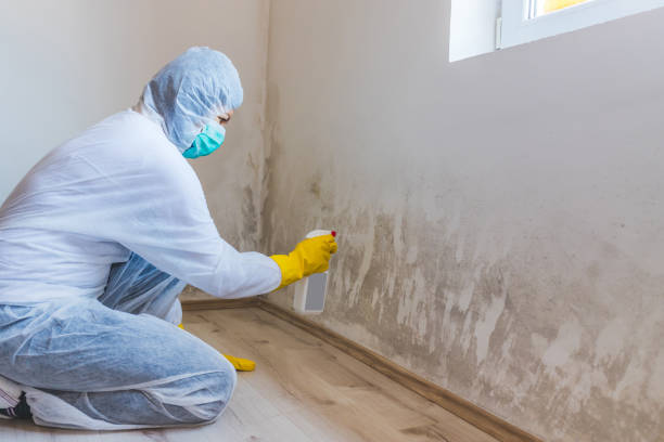 Licensed Attic Mold Removal service in Hugo, MN - WQB Mold Removal