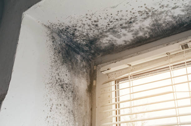 Affordable Attic Mold Removal solutions in Hugo, MN