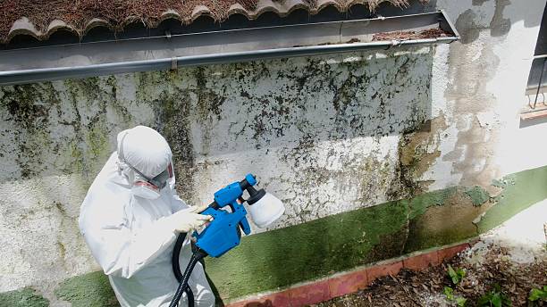 Top rated local Attic Mold Removal specialists in Hugo, MN